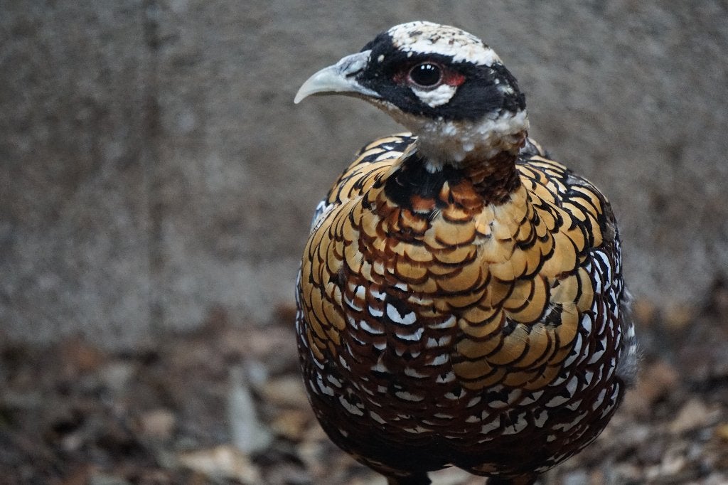 Koningsfazanten | Sierlijke fazant met lange staart!, Meerdere dieren, Overige soorten