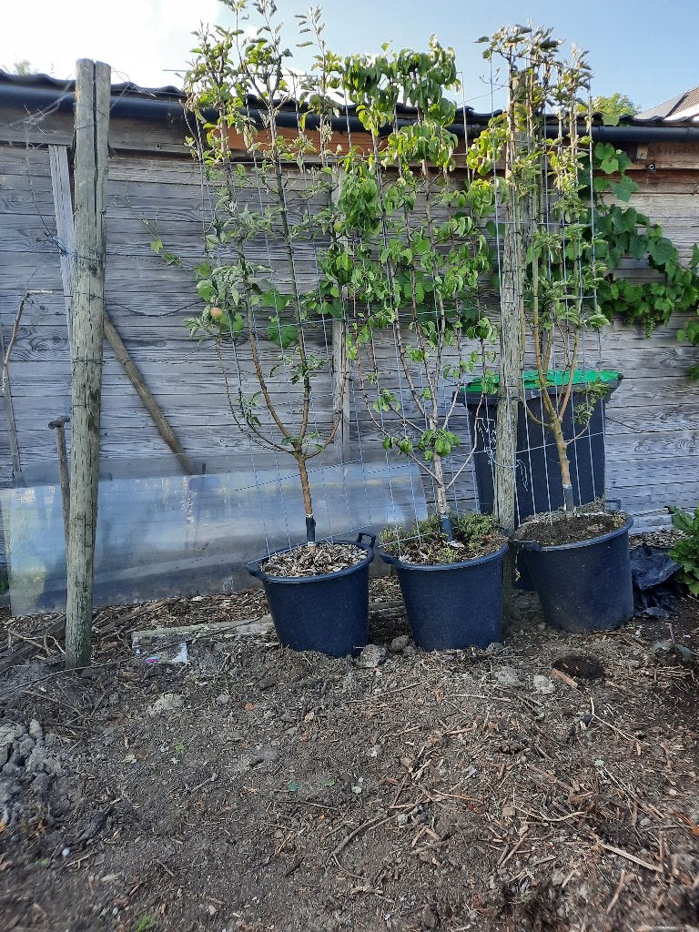 Twee appelbomen en 1 perenboom, Ophalen, Lente, In pot, Halfschaduw
