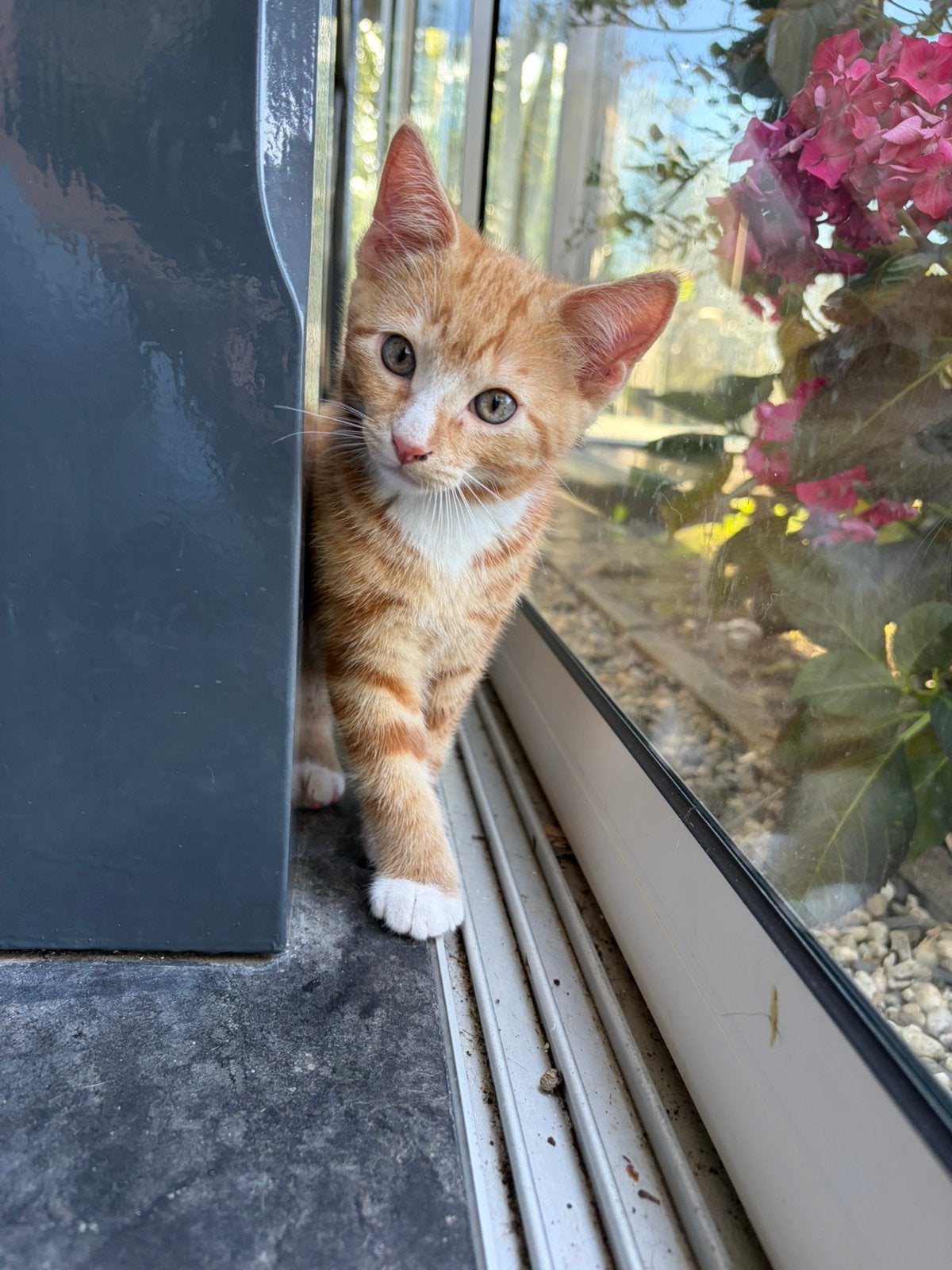 Kittens te koop! Alleen de grijze nog beschikbaar🥰, Poes
