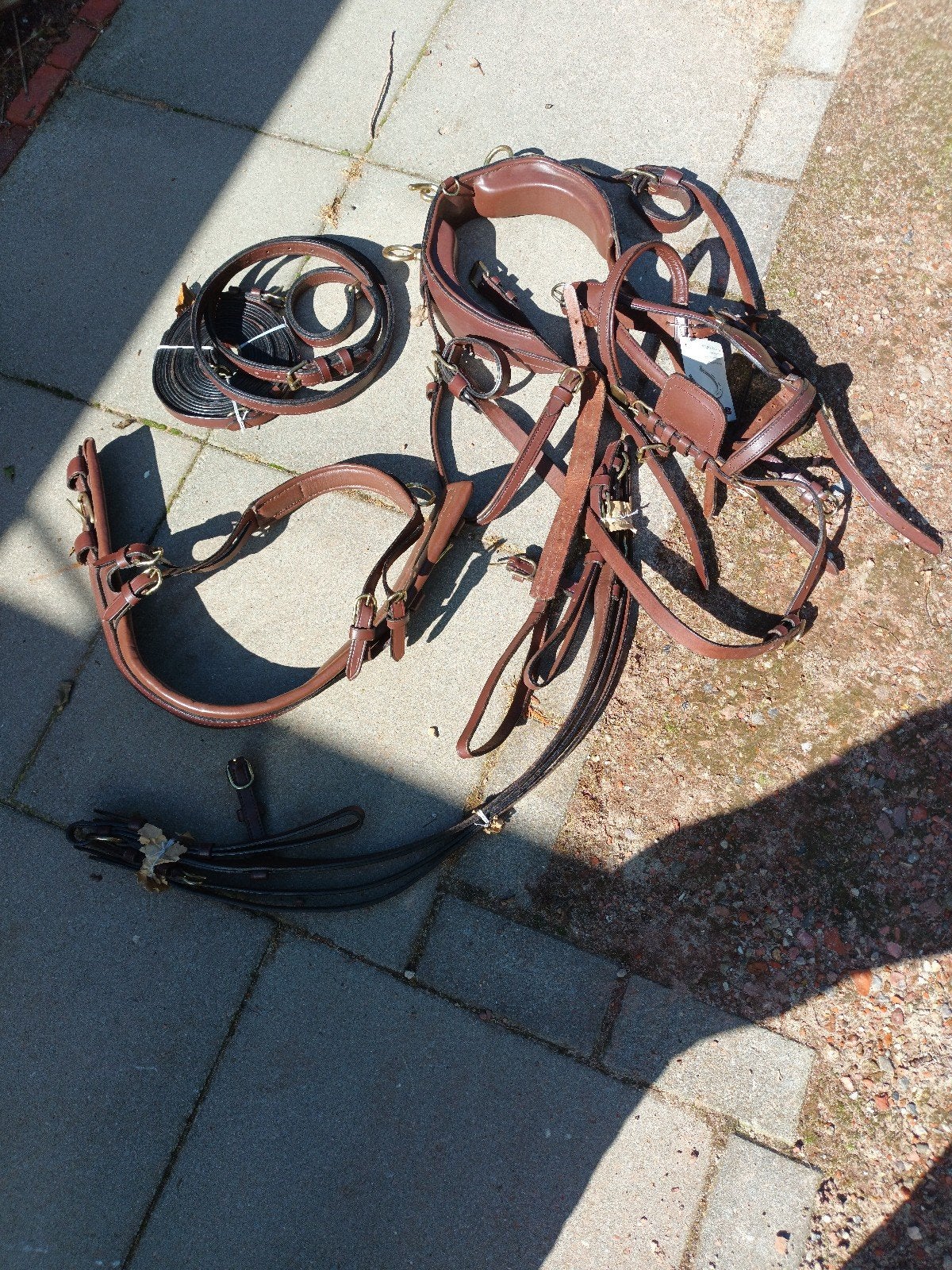 te koop, Dieren en Toebehoren, Ophalen, Bruin, Mini
