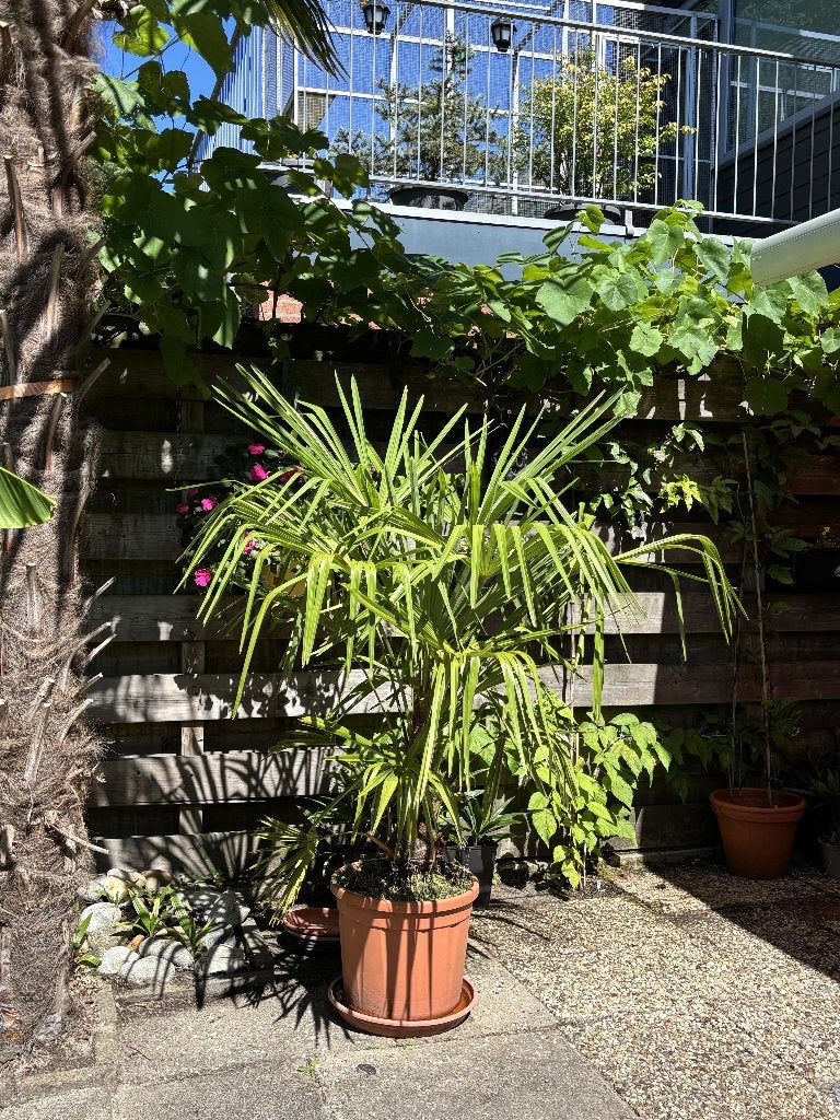 Prachtige winterharde palm in pot - stamhoogte 40 cm, Volle zon, Vaste plant, Zomer, Ophalen