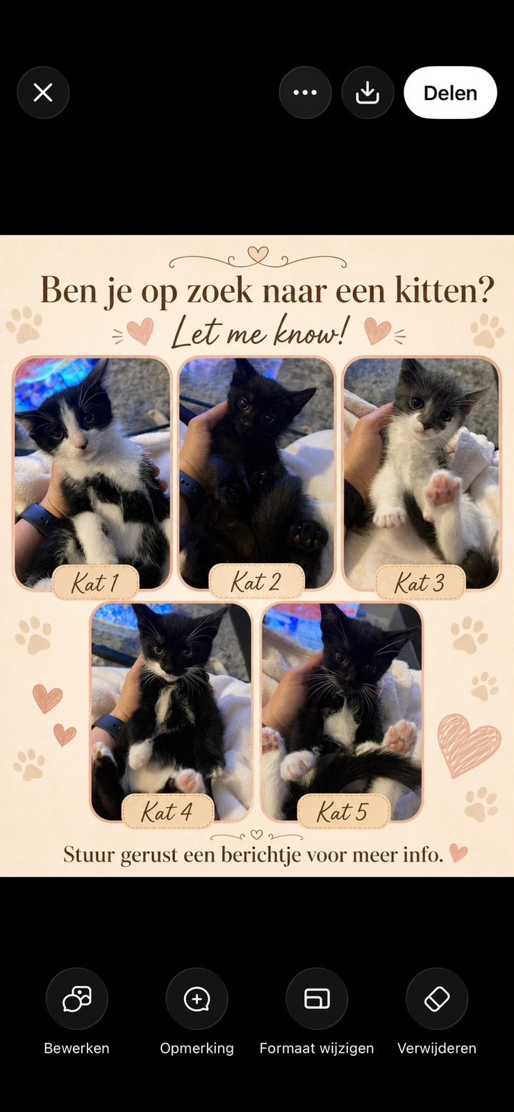 5 lieve kleine kittens zoeken een warm en liefdevol thuis!, Meerdere dieren, Kortharig, 0 tot 2 jaar