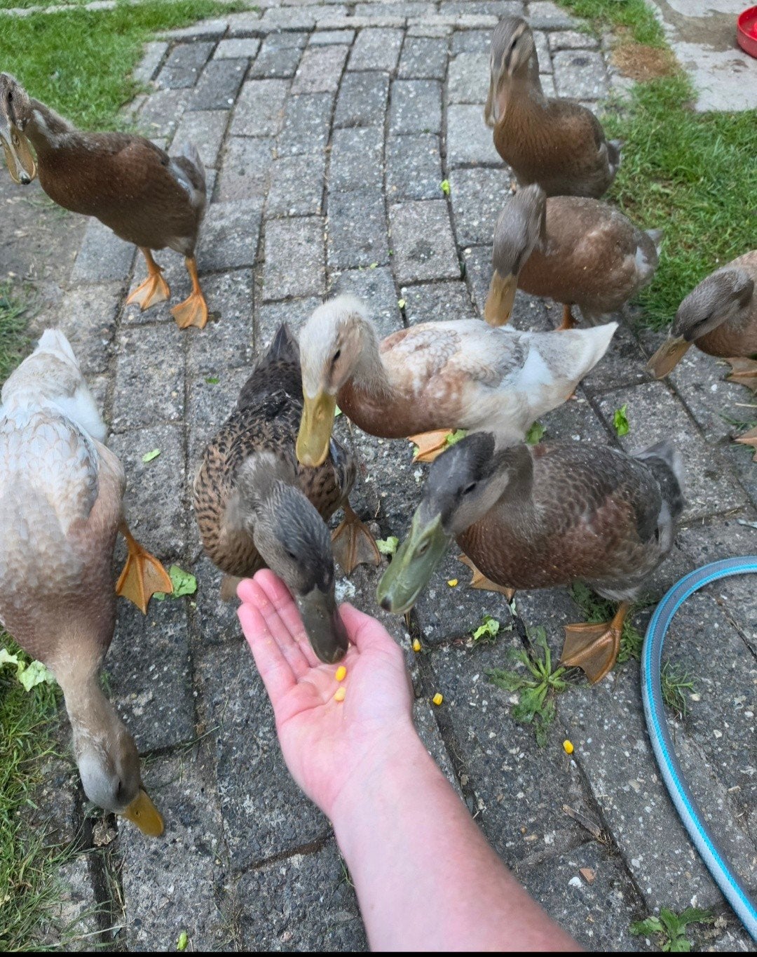 Lieve loopeend pullen, 9 weken oud(2 heren,4 dames), Dieren en Toebehoren, Pluimvee, Meerdere dieren, Eend