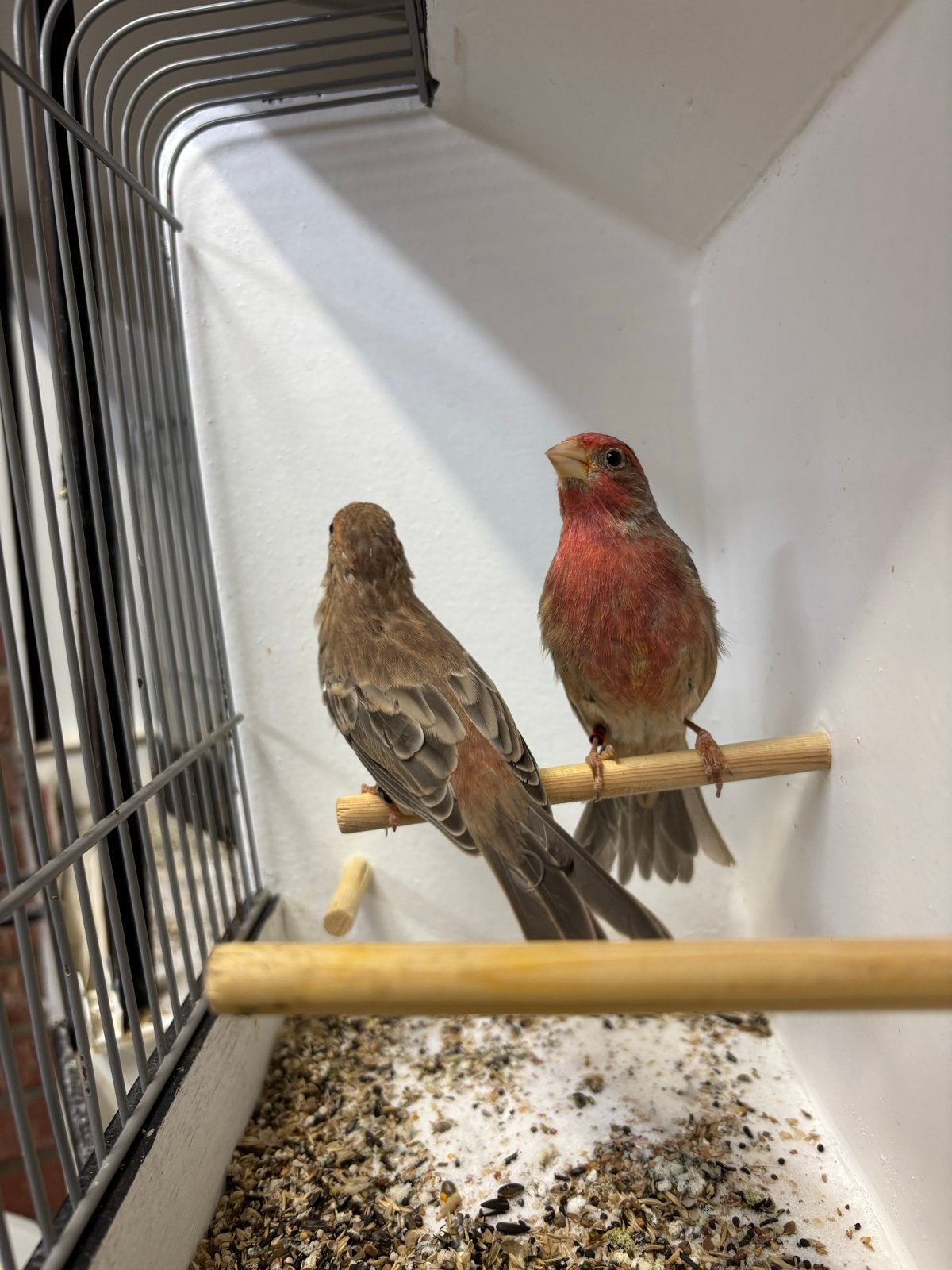 Koppel Mexicaanse roodmus bruin, Meerdere dieren, Tropenvogel, Geringd