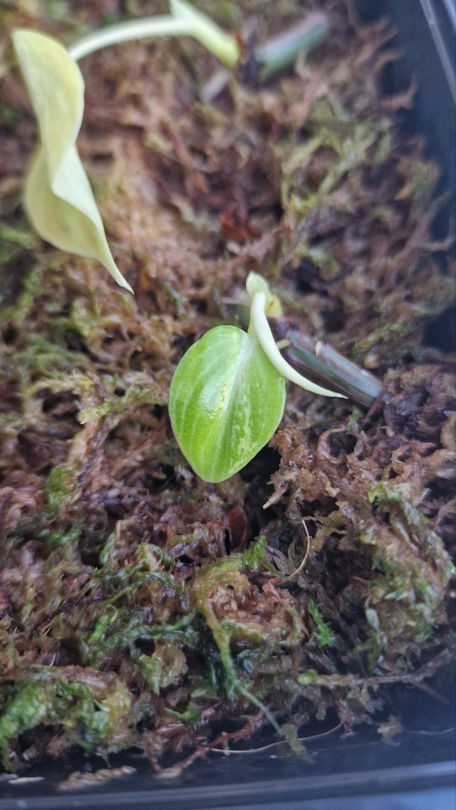 Philodendron Melanochrysum Variegata, Ophalen, Overige soorten, Halfschaduw, In pot