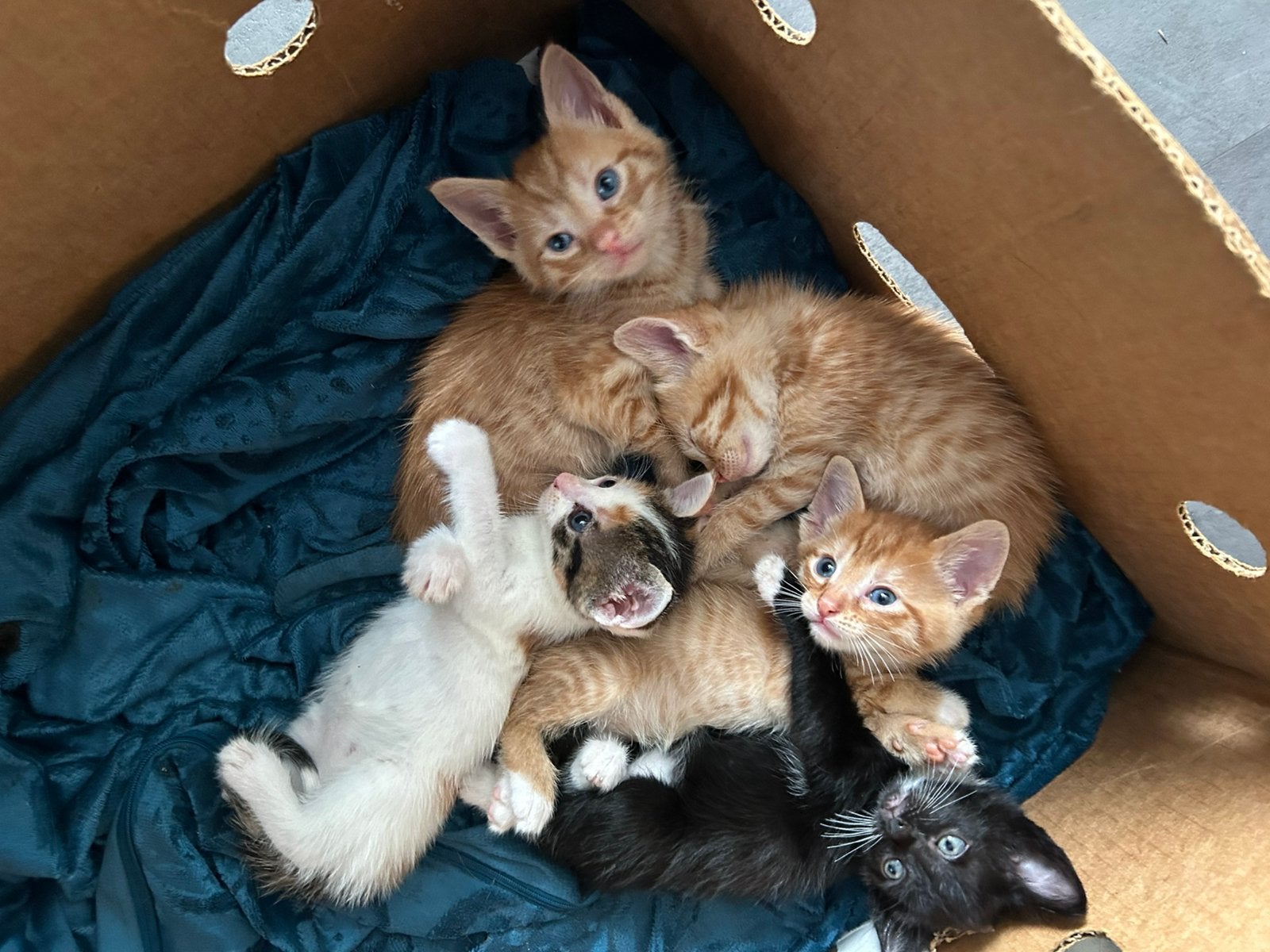 5 Kittens, Ophalen, Zo goed als nieuw, Hond of Kat, Beeldje of Figuurtje