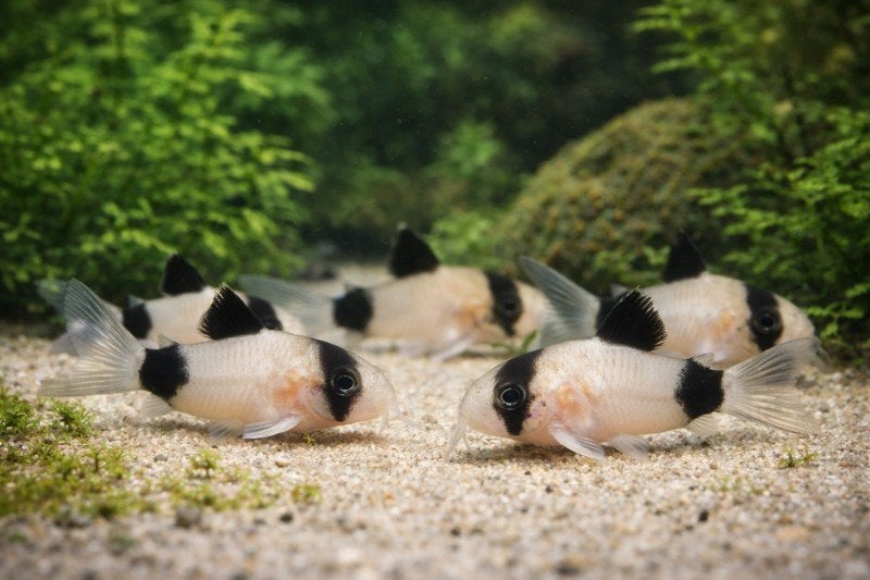 Volwassen Panda Corydoras te koop 4 euro/stuk, Dieren en Toebehoren, Vis, Zoetwatervis, Schoolvis