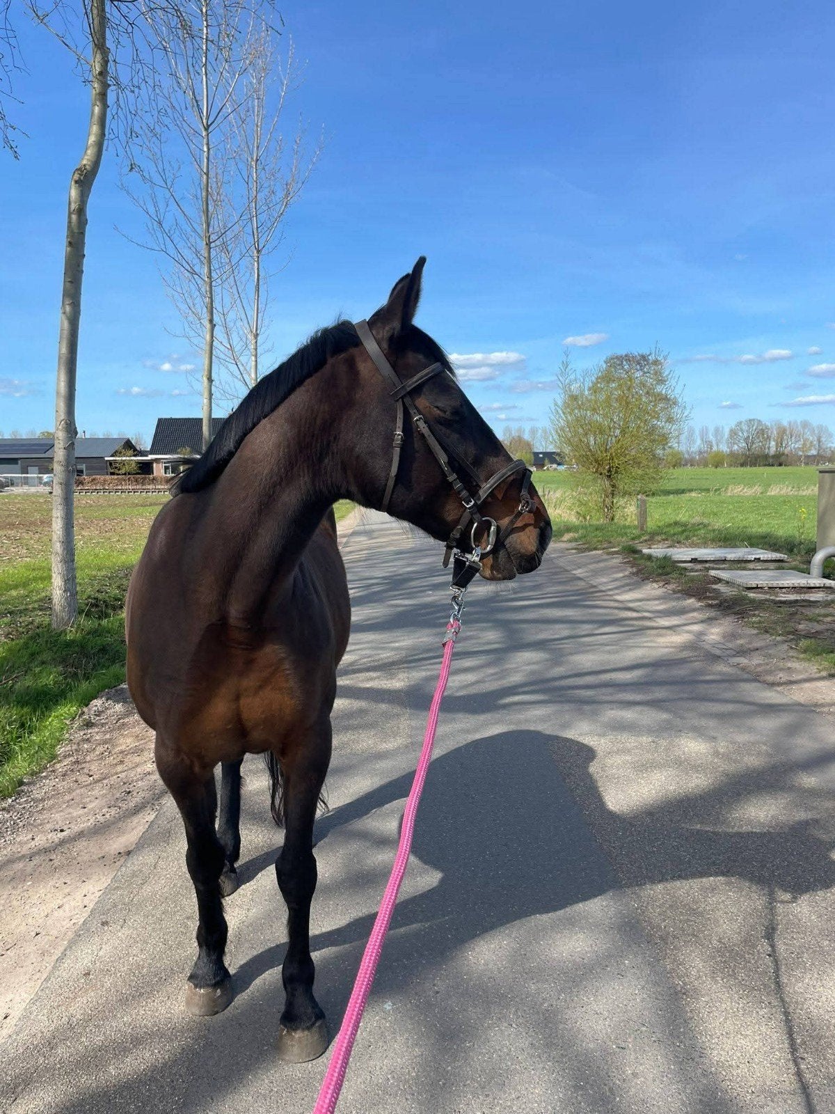 Gezelschapspaard(evt rijpaard) aangeboden, Dieren en Toebehoren, Paarden, Merrie, Recreatiepaard