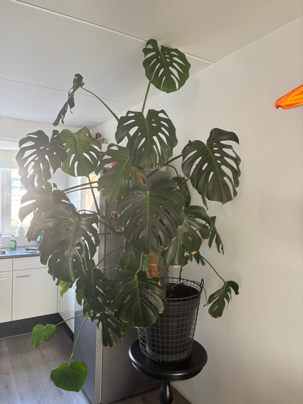Grote monstera plant, Ophalen, Halfschaduw, In pot, Minder dan 100 cm