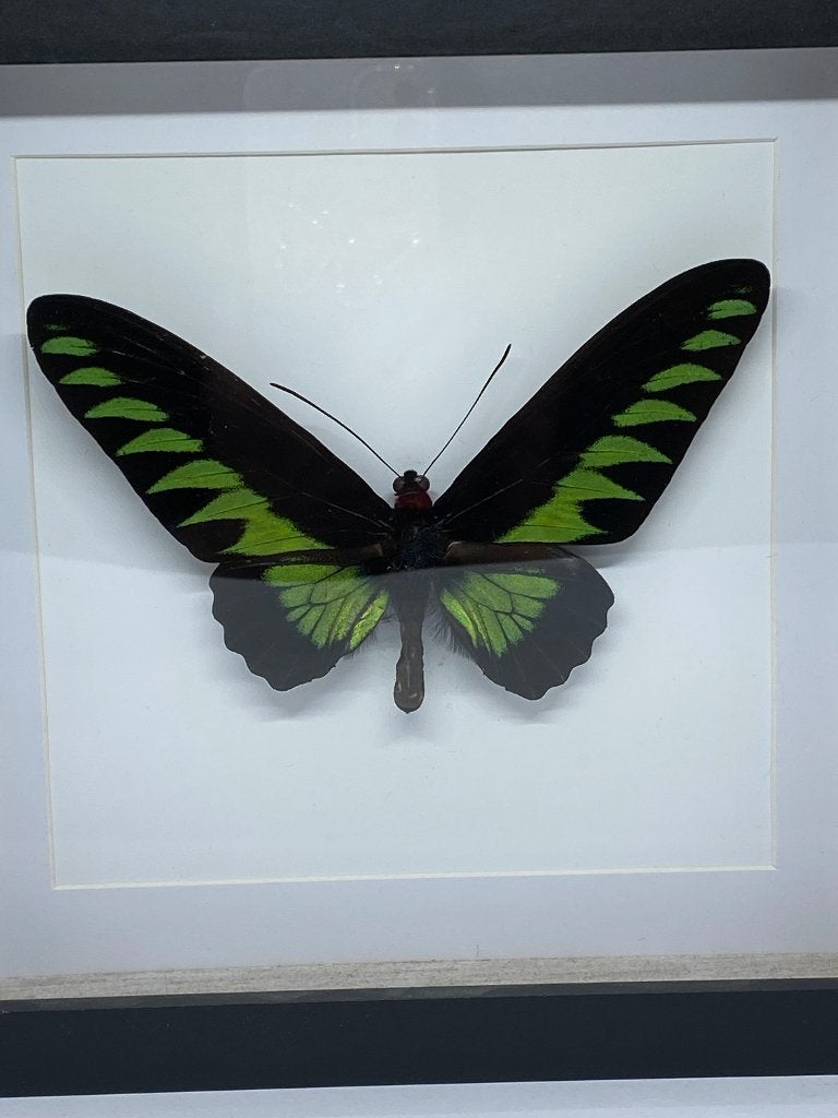 vlinder Trogonoptera Brookiana, Ophalen of Verzenden, Zo goed als nieuw, Insect, Opgezet dier