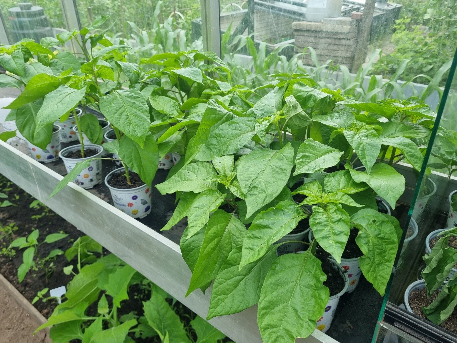 Peper plantjes madame jeanette, Tuin en Terras, Ophalen, Eenjarig, Groenteplanten, Volle zon