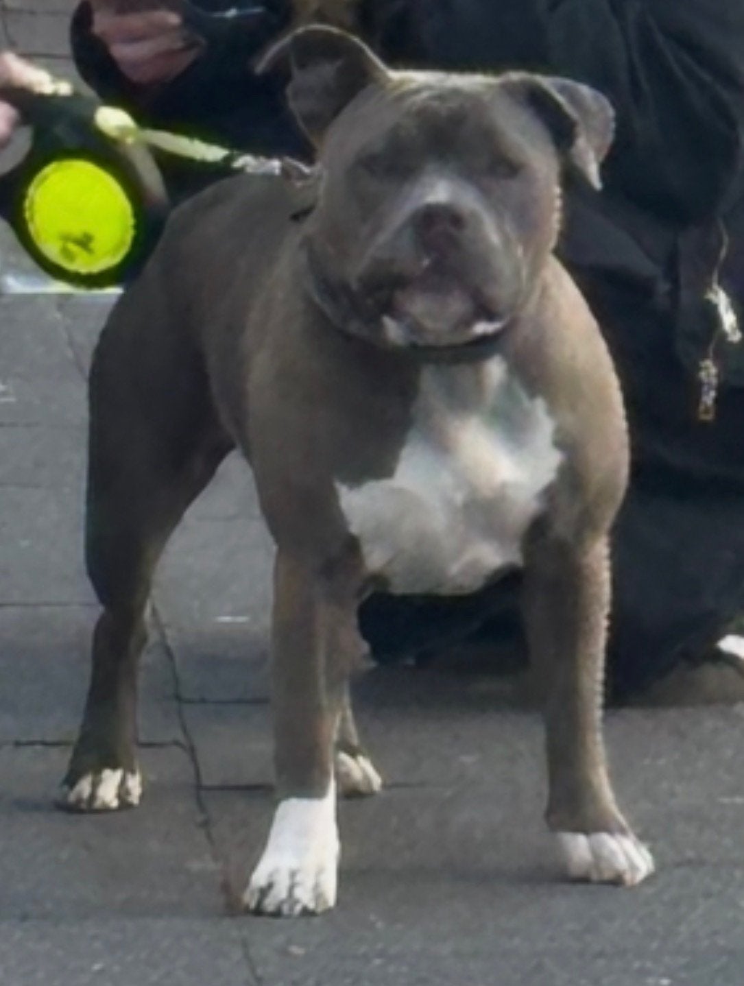 Amerikaanse Stafford laatste 2 teefjes puppies.., Overige rassen, CDV (hondenziekte), 8 tot 15 weken, Teef