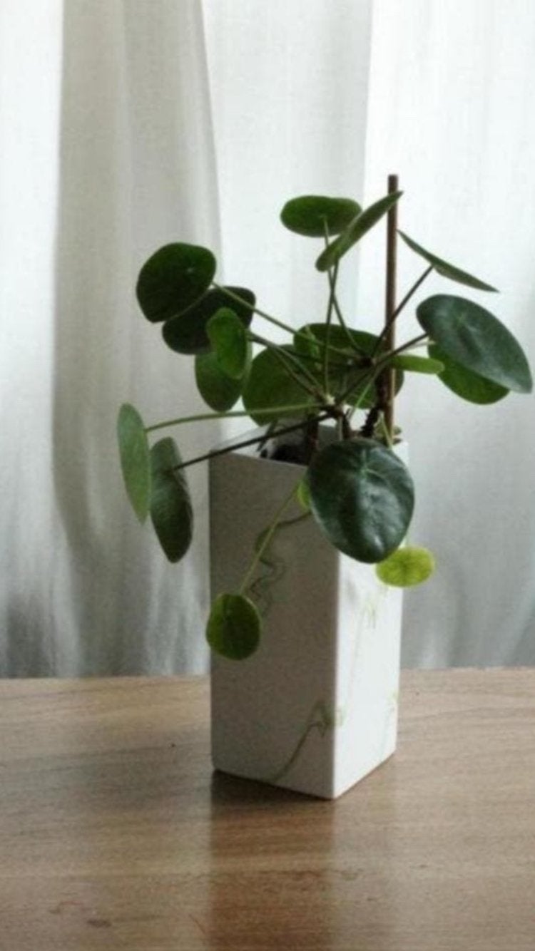 Pannenkoeken plant in Wit / groene vaas., Ophalen, In pot, Halfschaduw, Minder dan 100 cm