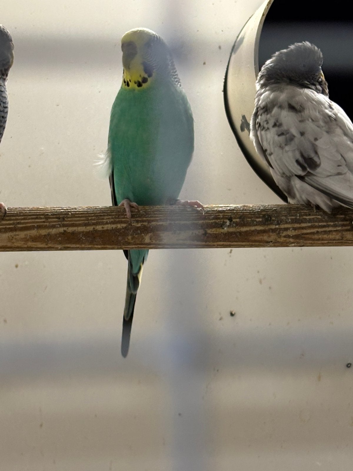 Koppel grasparkieten, Meerdere dieren, Parkiet