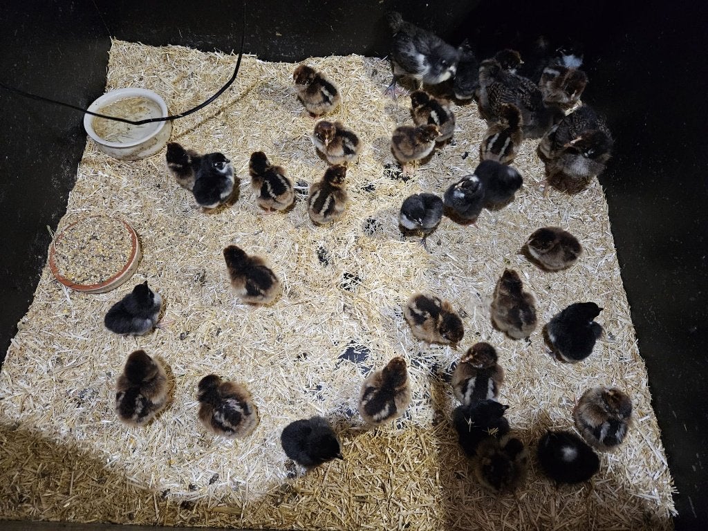Kuikens Barnevelder, Dieren en Toebehoren, Pluimvee, Meerdere dieren, Kip