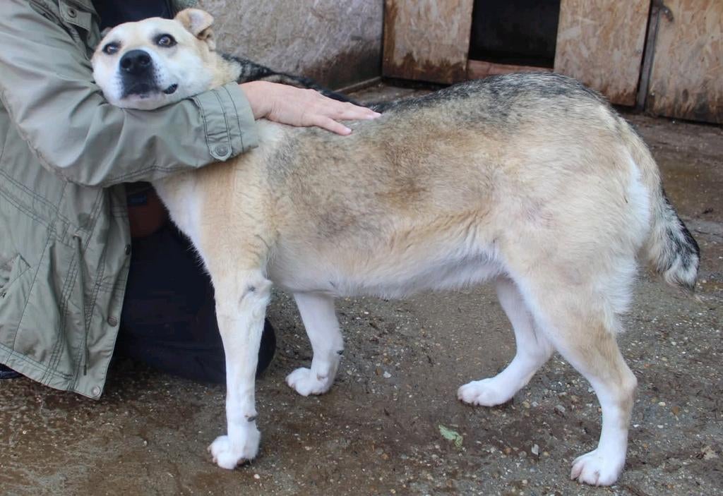 Lieve Joella,  wacht al drie jaar op adoptie!, Dieren en Toebehoren, Honden | Niet-rashonden, 6 jaar of ouder, Teef, Eén hond