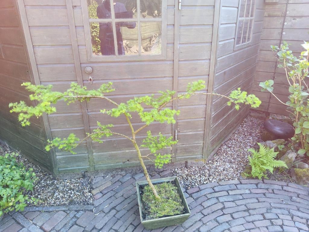 mooi bonzai boompje lariks den, Ophalen, Minder dan 100 cm, Lente, Overige soorten