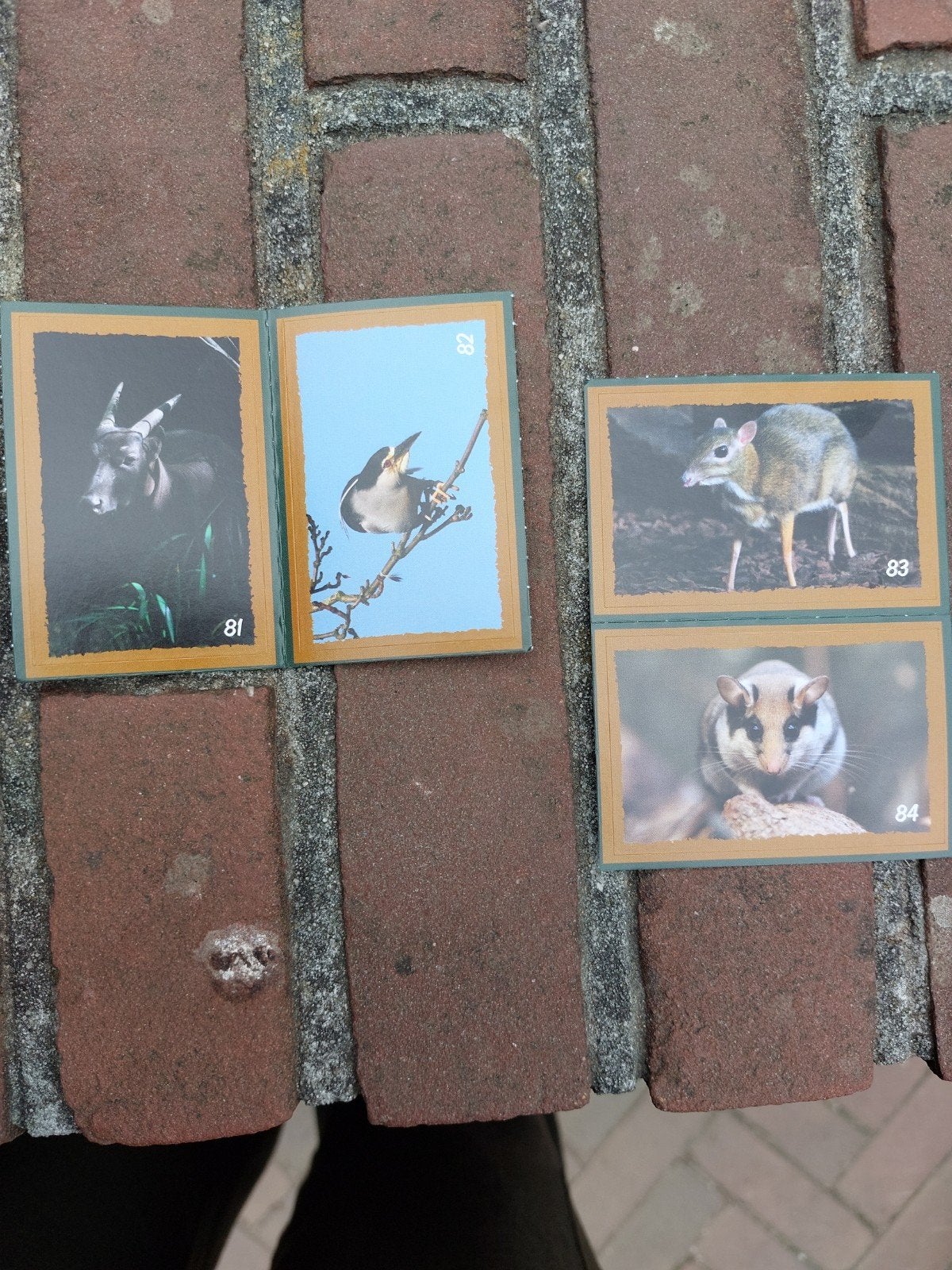 artis plaatjes dekamarkt, Ophalen of Verzenden, Nieuw, Dier en Natuur
