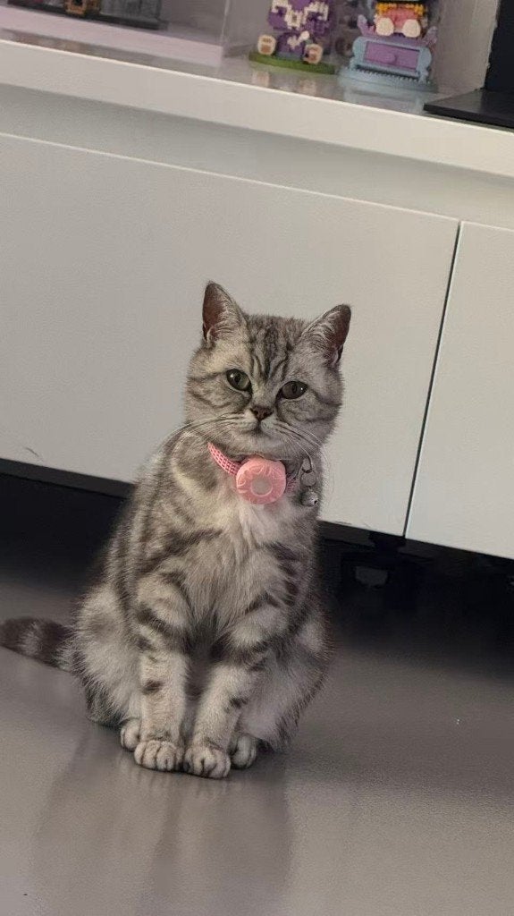 Schattig vrouwtje Brits Korthaar kitten te koop, Poes, Met stamboom, 0 tot 2 jaar