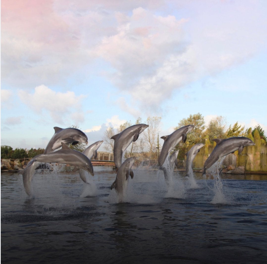 2 tot 5 e-tickets  Dolfinarium te Harderwijk €14,75 pp, Tickets en Kaartjes, Ticket of Toegangskaart
