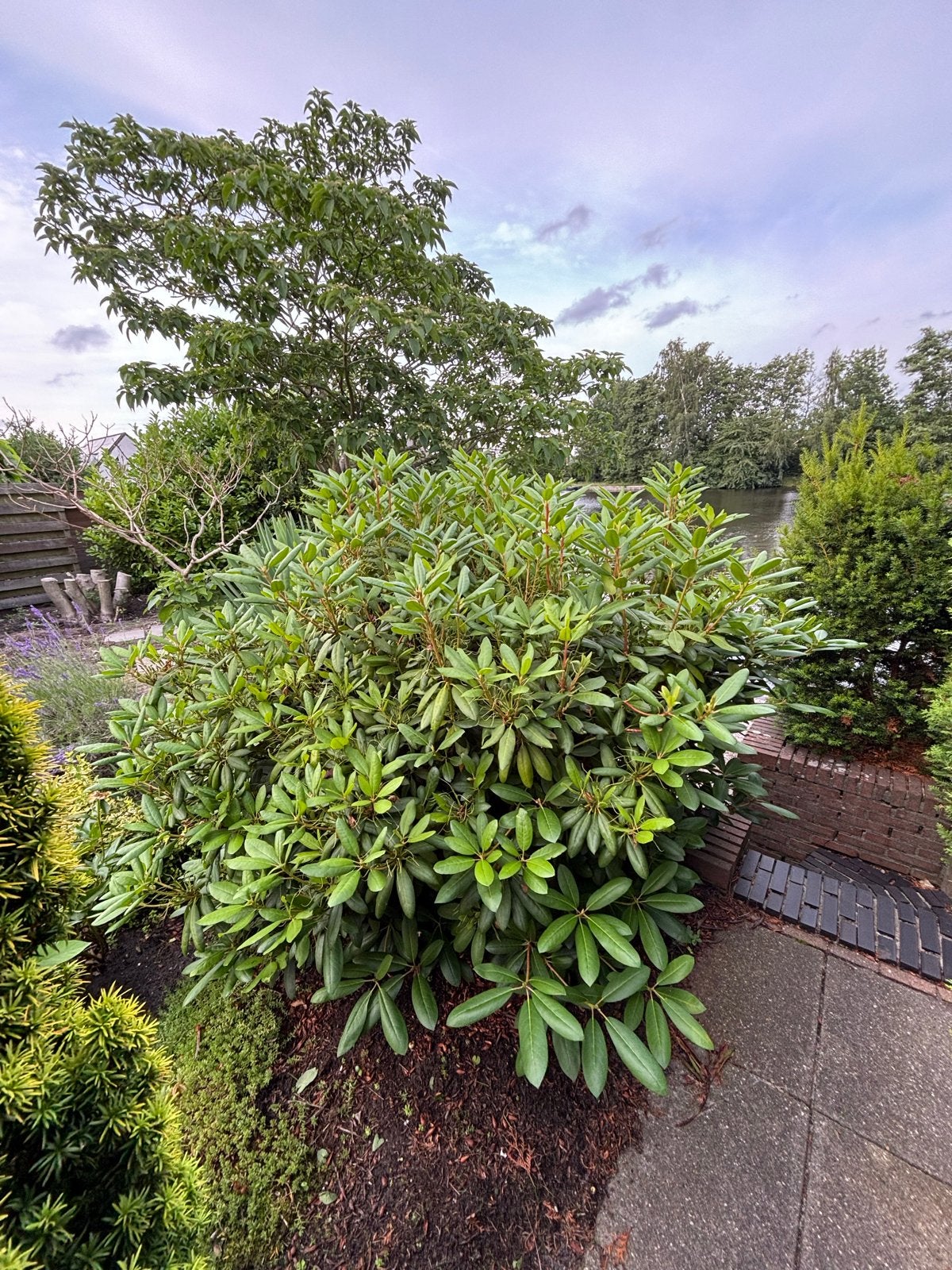 Grote Rhododendron, Vaste plant, Halfschaduw, Lente, Ophalen