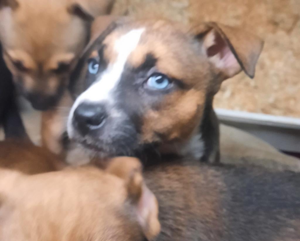 Prachtige Amerikaanse stafford kruising puppies mogen mee!, Parvo, 8 tot 15 weken, Eén hond, Nederland