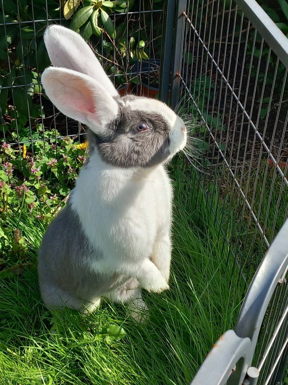Duotse reus voedster, Vrouwelijk, Groot, 0 tot 2 jaar