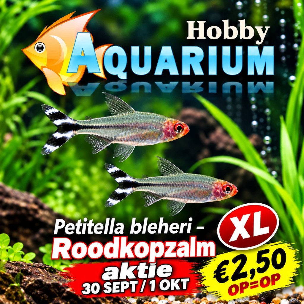 Hobbyaquarium Roodkopzalmen XL / Petitella bleheri AKTIE, Vis, Zoetwatervis, Schoolvis