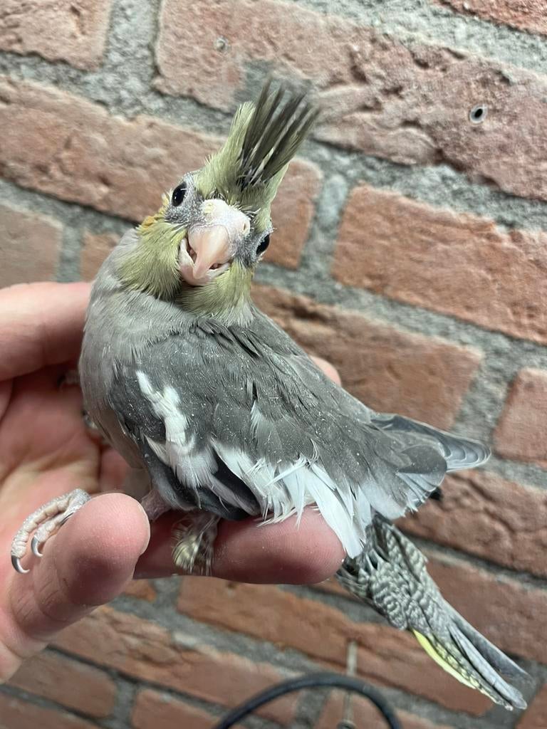Valkparkiet voor tam maken, Geslacht onbekend, Parkiet, Geringd