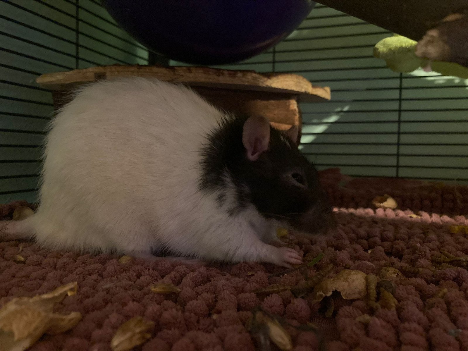 Ratten, Rat, April, Mannelijk, Tam