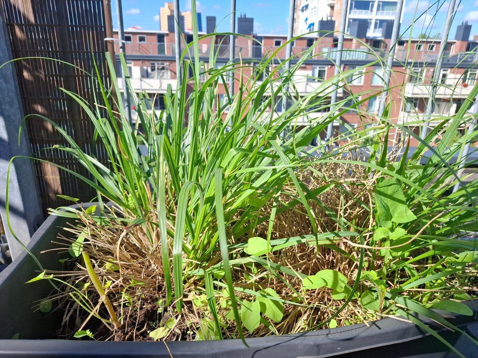 Siergras, Volle zon, Vaste plant, Siergrassen, Ophalen of Verzenden