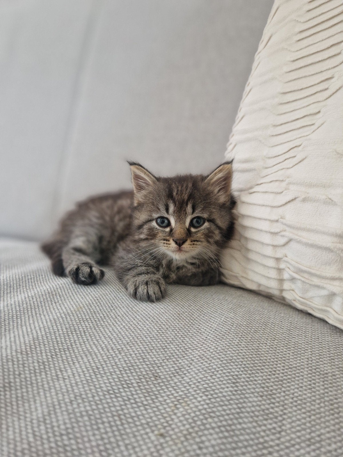 Langharige kitten, Kater, Ontwormd