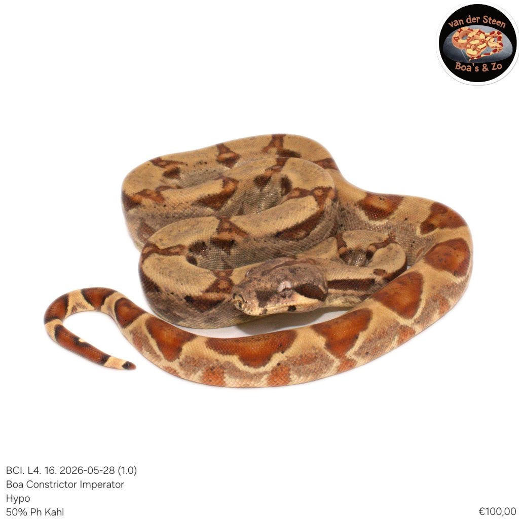 Boa Constrictor Imperator Litter 04 2026 Boa Constrictor photo 14