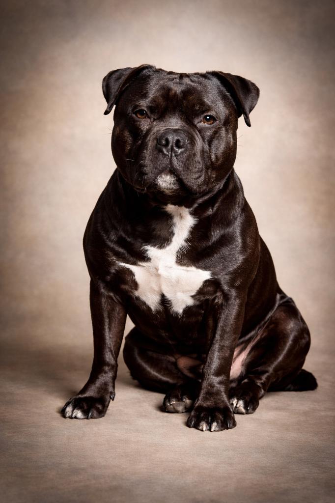 Staffordshire bull terrier(engelse stafford)dekreu, Dieren en Toebehoren, Honden | Dekreuen, Reu, 1 tot 2 jaar, Parvo, Eén hond