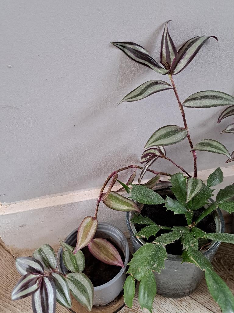 Leuke planten voor binnen bijna gratis, Vaste plant, Bloeit niet, Halfschaduw, Ophalen