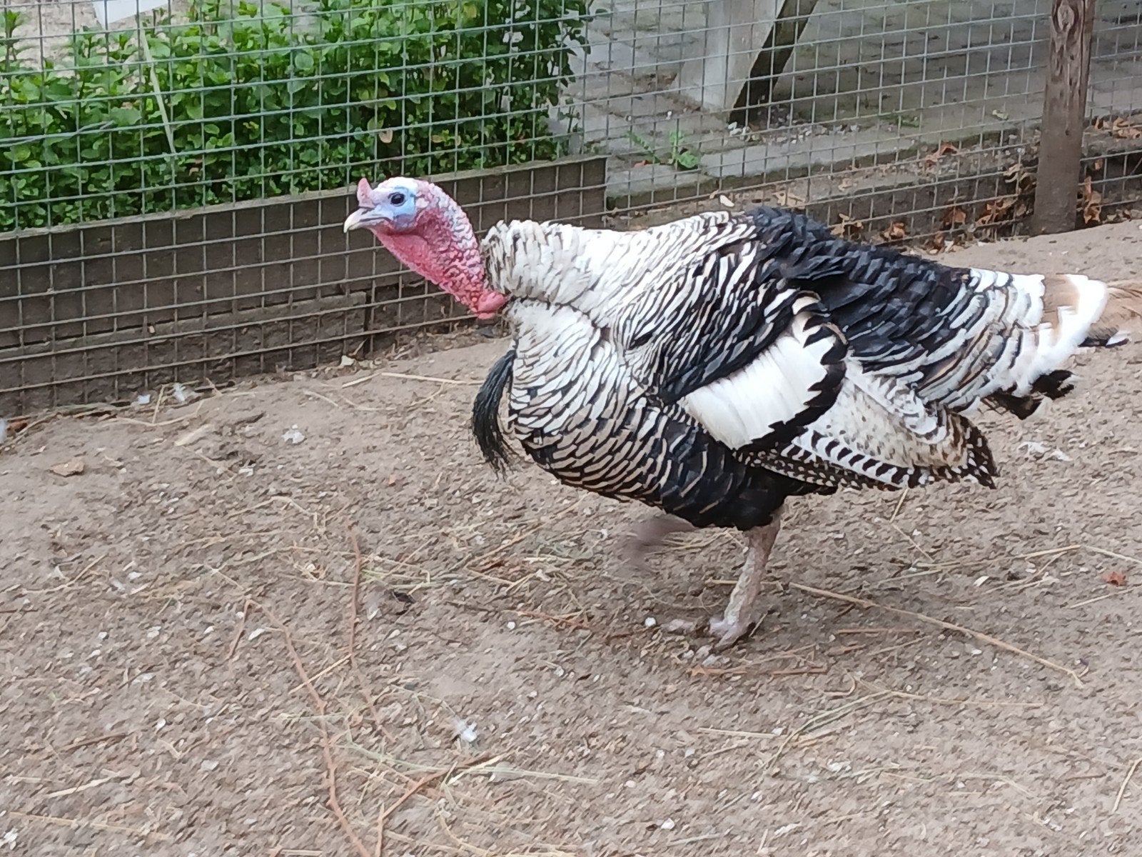 Kalkoenhaan, Dieren en Toebehoren, Pluimvee