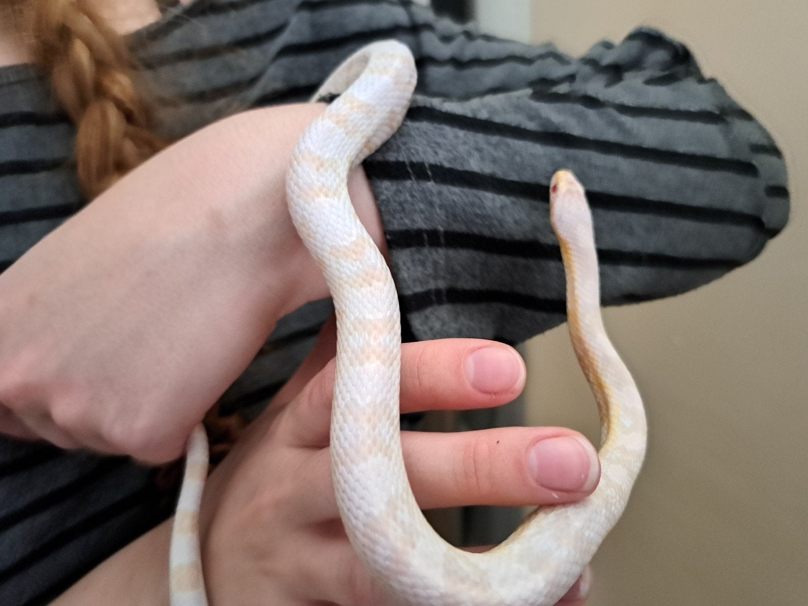 korenslang Corn Snake photo 3