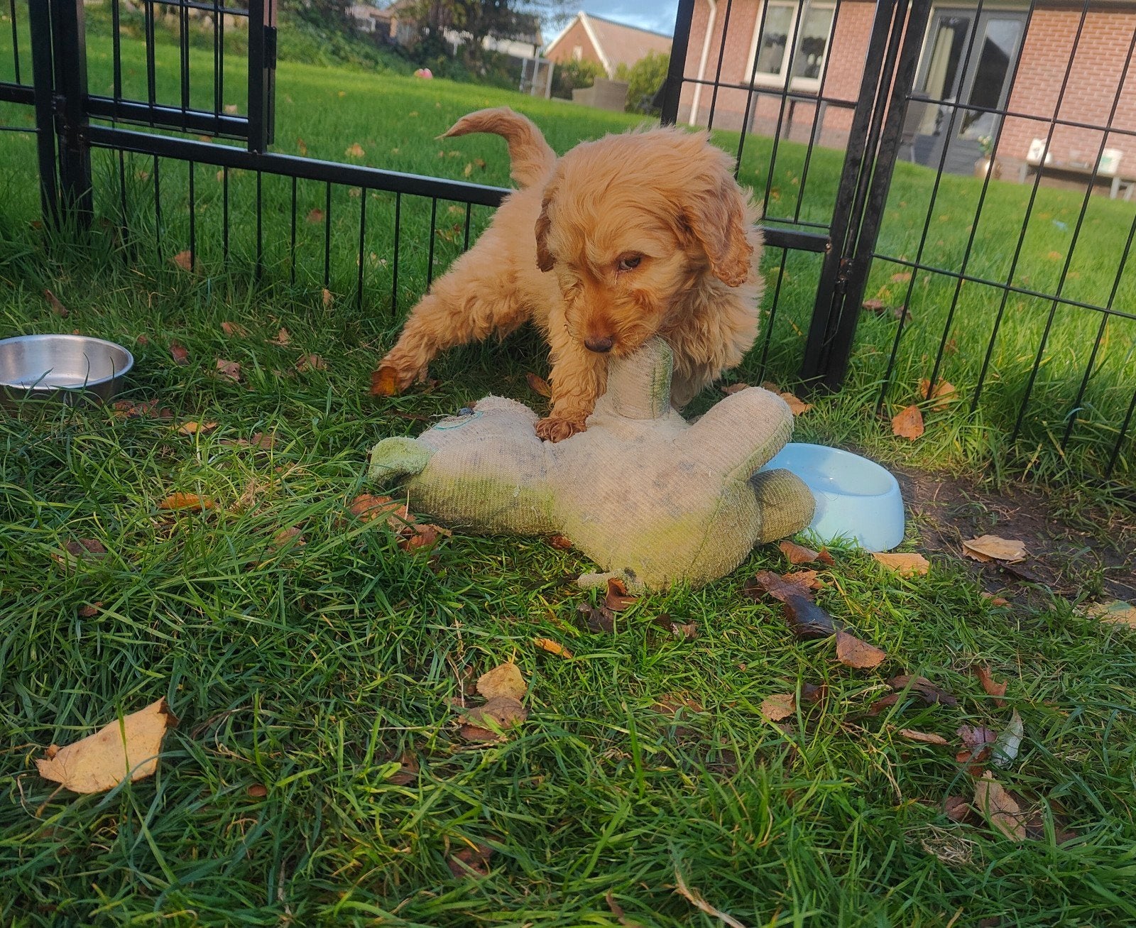Engelse Cocker x Poedel pups (Cockapoo), Nederland, Overige rassen, 8 tot 15 weken, Meerdere