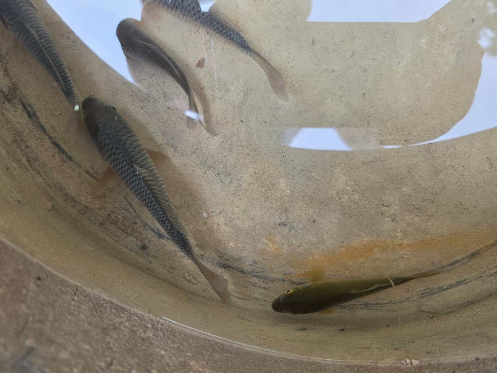 koi visjes, Dieren en Toebehoren, Karper of Koi