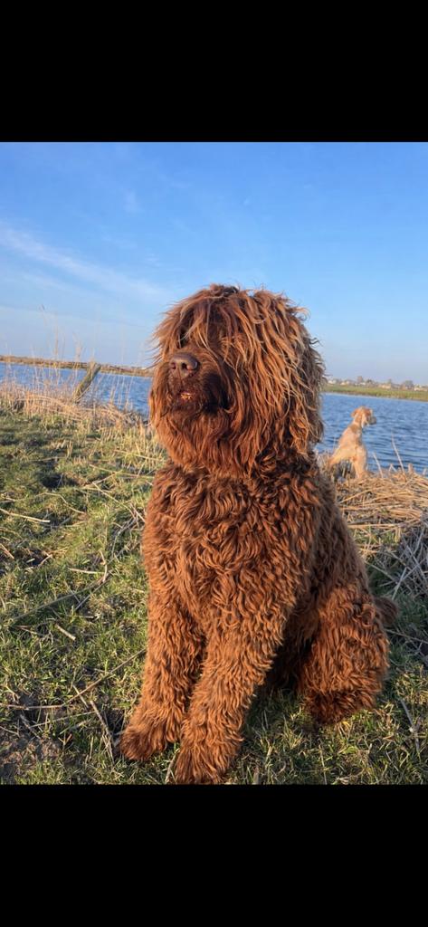 Prachtige, geteste labradoodle dekreu met australian bloed, Parvo, Reu, Meerdere, 3 tot 5 jaar