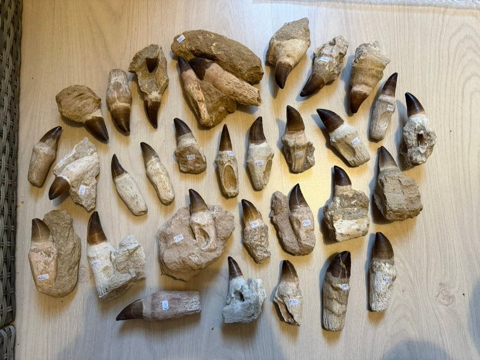 Gewortelde Mosasaurus tanden en kaak delen - 32st, Ophalen of Verzenden, Fossiel