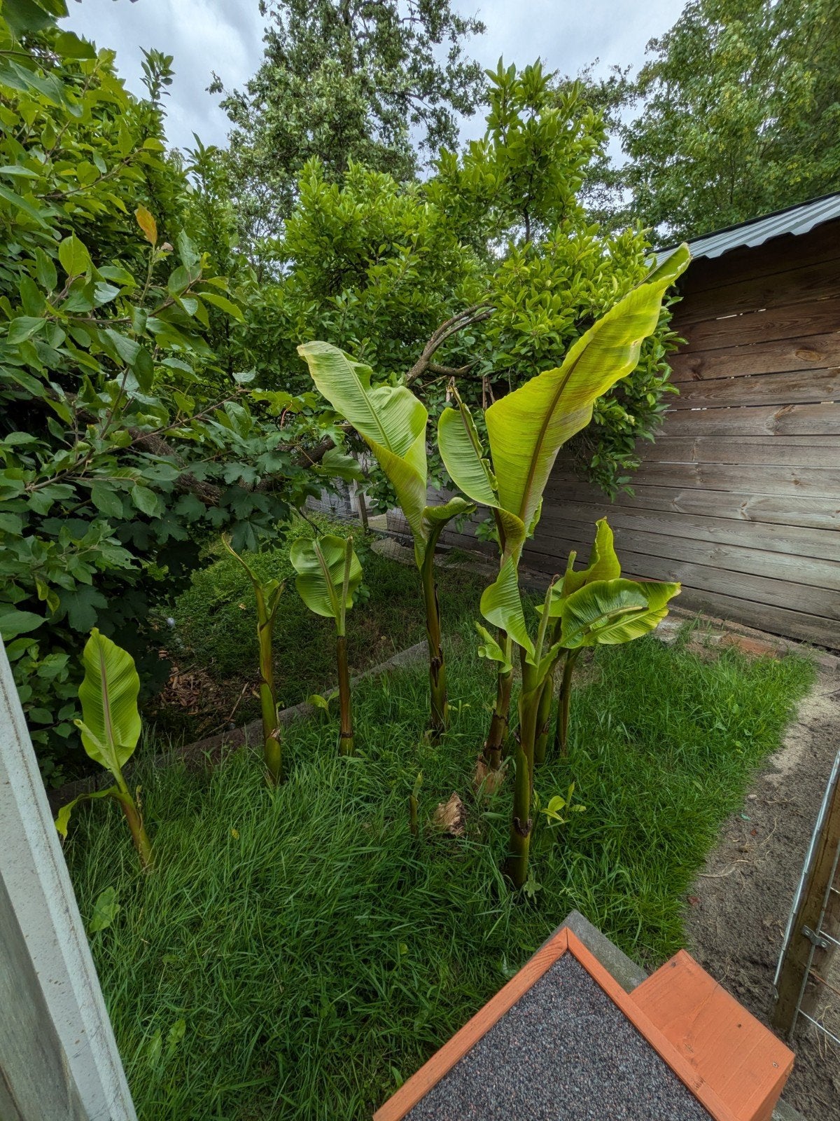 Bananen bomen 11 stuks, Ophalen, Volle zon, Overige soorten