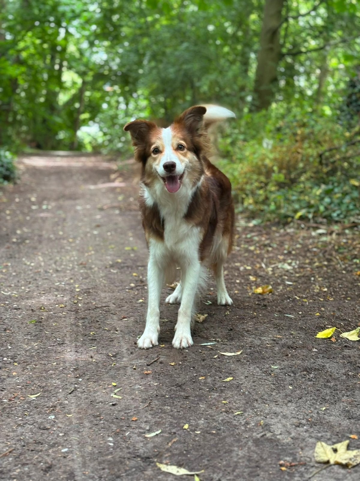 Nog 2 prachtige border collie teefjes!, CDV (hondenziekte), 8 tot 15 weken, Collie, Meerdere
