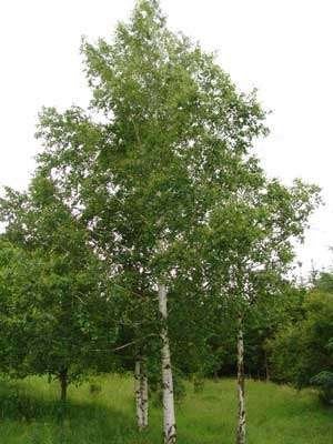 Betula pendula, Ruwe berk, inheems, jonge bomen, Tuin en Terras, Ophalen of Verzenden, 100 tot 250 cm, Zomer, Volle zon