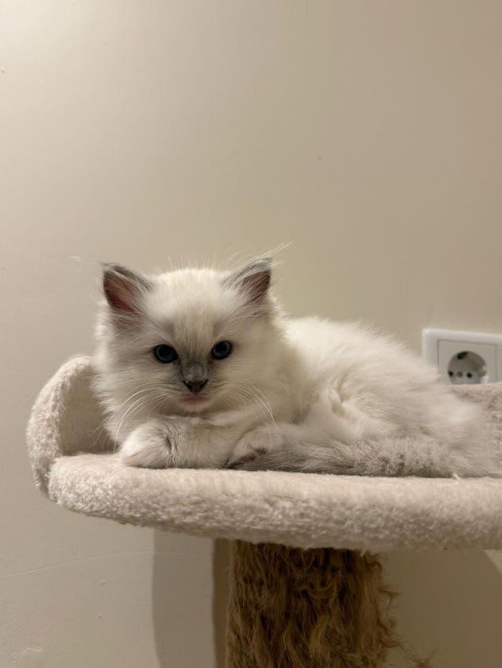 Ragdoll Dekkater lilac colourpoint– 100% Succes garantie, Dieren en Toebehoren, Katten en Kittens | Dekkaters, 0 tot 2 jaar