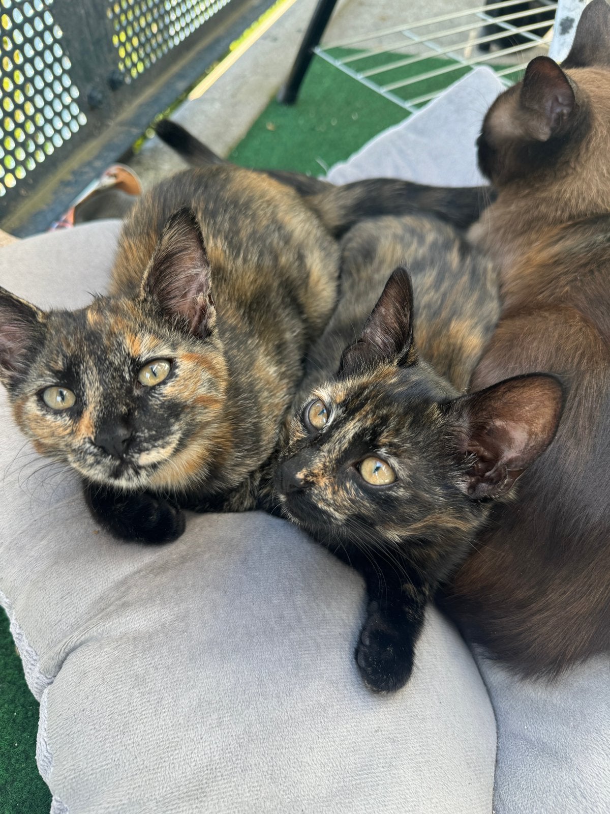 2 kittens zoeken warme nestje, Poes