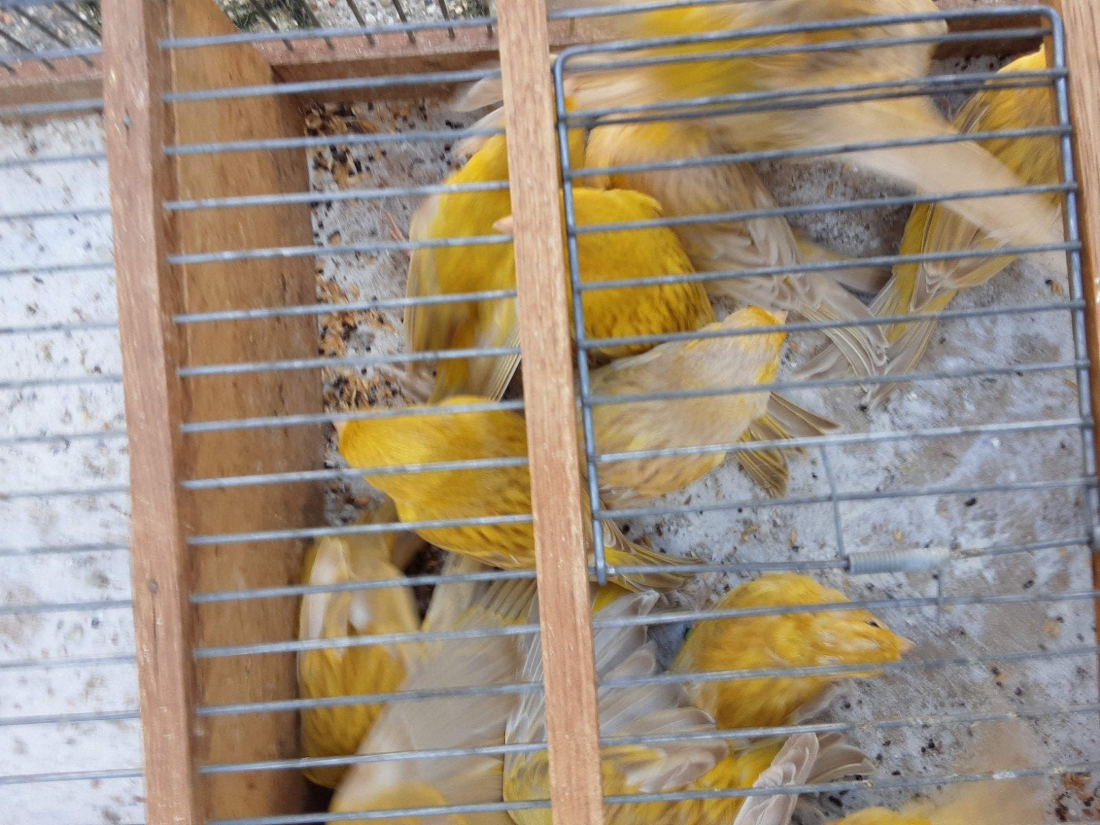 Te koop goud issabel kanaries man en poppen € 15,00 per stuk, Dieren en Toebehoren, Kleurkanarie