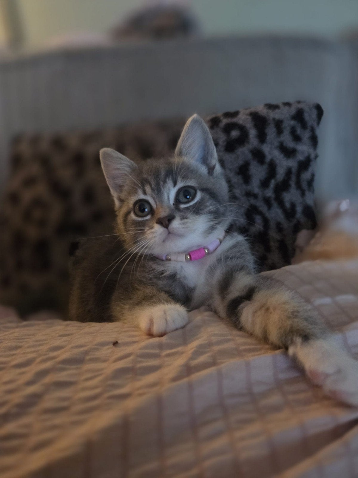 Ragdoll x Rus kitten, Dieren en Toebehoren, Poes