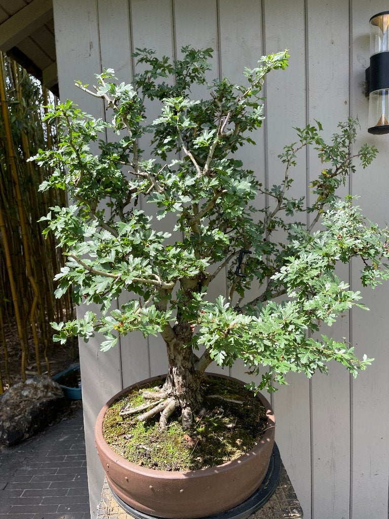 Meidoorn bonsai - roze bloemen, Tuin en Terras, Ophalen, Overige soorten, Halfschaduw
