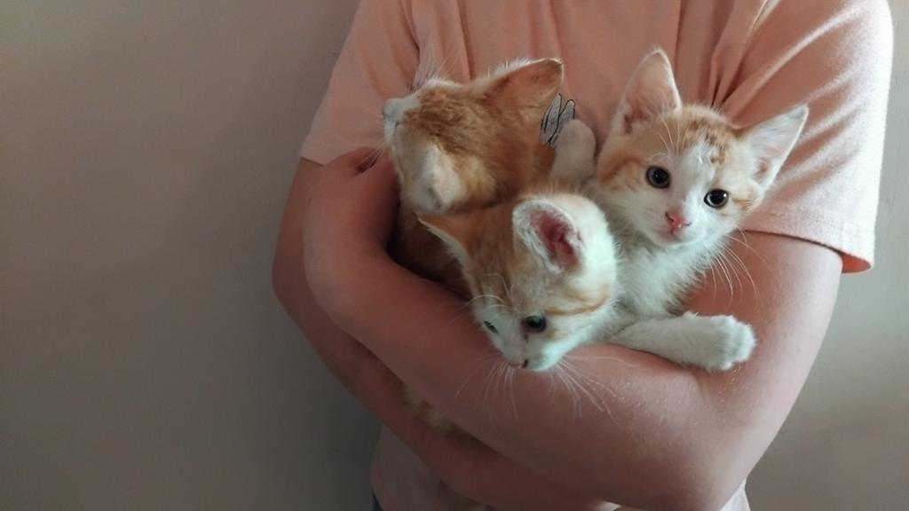 Te koop kittens, Dieren en Toebehoren, Katten en Kittens | Raskatten | Korthaar, Meerdere dieren, Ontwormd